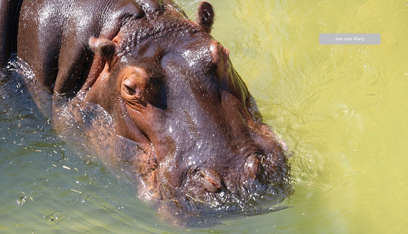 カバ　平川動物公園　泳