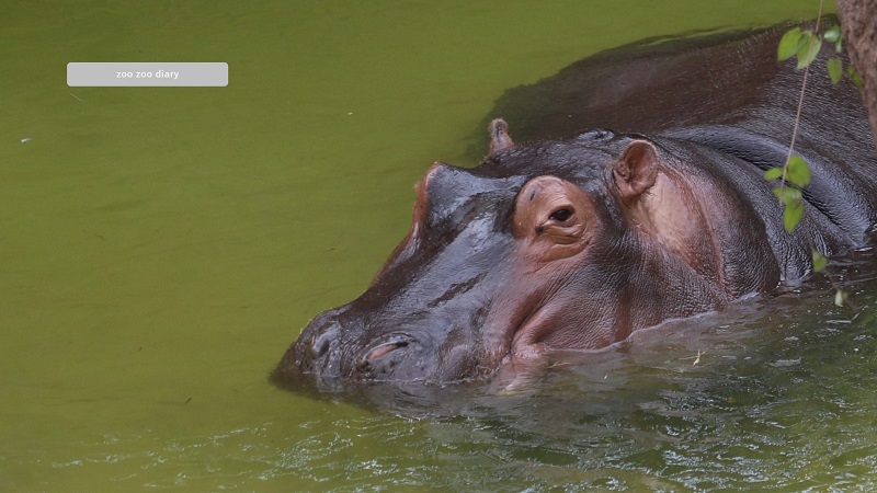 カバ　平川動物公園　絶滅危惧