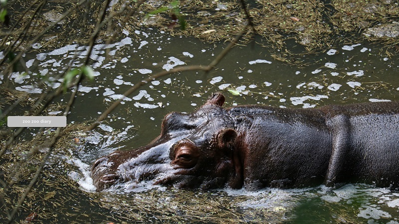 カバ　長崎バイオパーク　泳