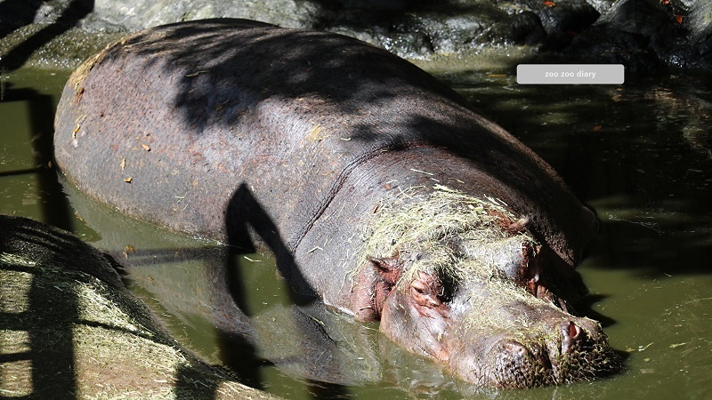 カバ 長崎バイオパーク 皮ふ