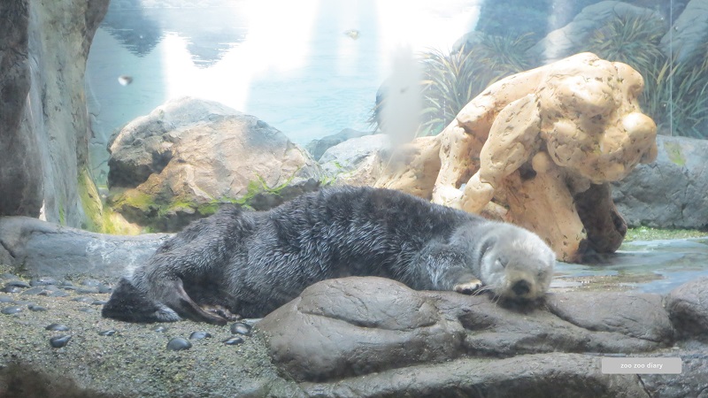 大阪市海遊館　ラッコ　寝