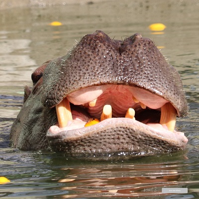 熊本市動植物園　カバ　口　歯