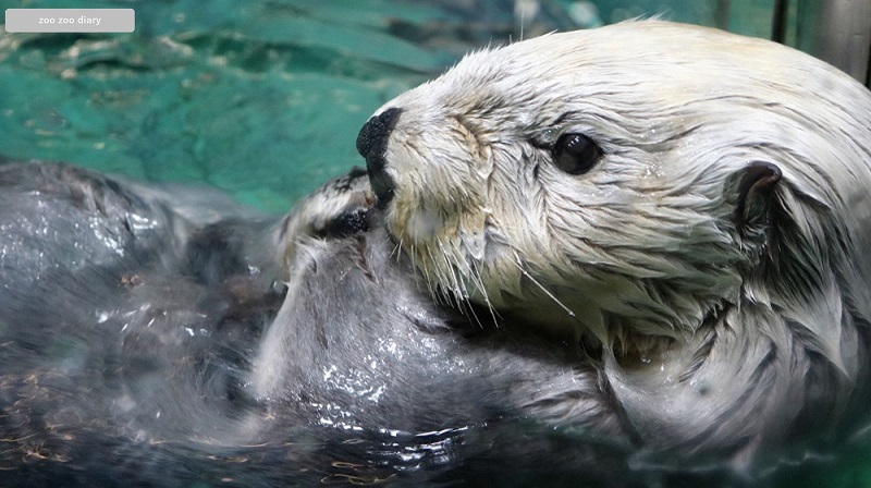 福岡市マリンワールド海の中道　ラッコ　マナ