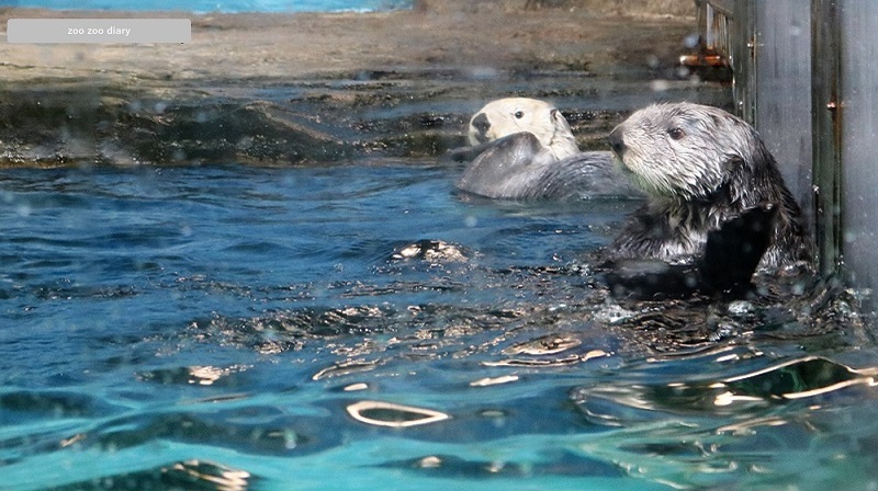 福岡市マリンワールド海の中道　ラッコ　マナとリロ