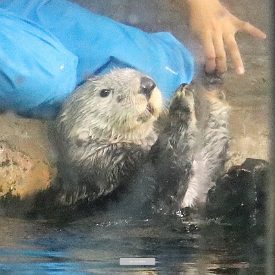 福岡市マリンワールド海の中道　ラッコ　リロ　食