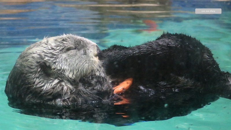 福岡市マリンワールド海の中道　ラッコ　リロ