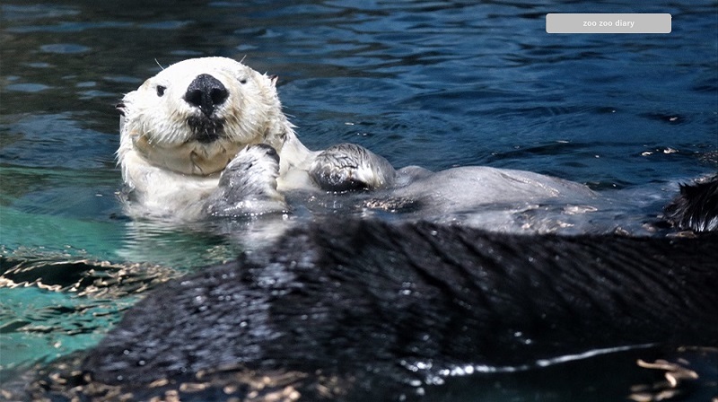 福岡市マリンワールド海の中道　ラッコ　泳