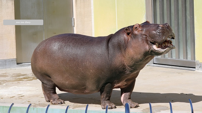 福岡市動物園　カバ　タロー　全身