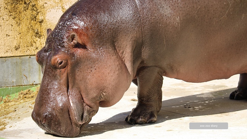 福岡市動物園　カバ　陸　まきふん