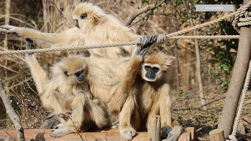 ときわ動物園 シロテテナガザルの親子