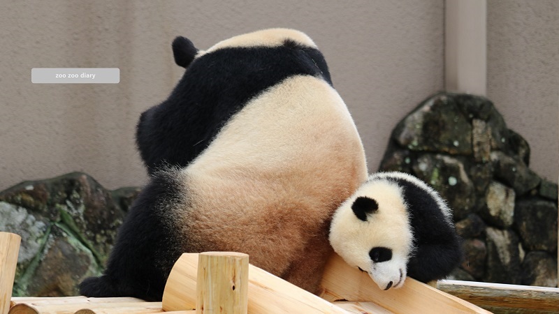 アドベンチャーワールド ジャイアントパンダの親子