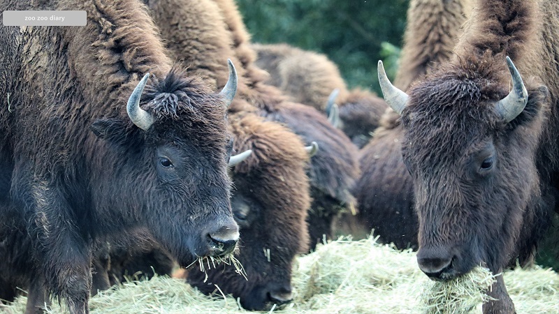 アフリカンサファリ アメリカバイソン 食