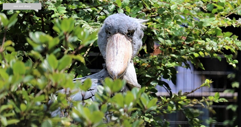 千葉市動物公園 ハシビロコウ