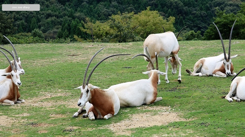 姫路セントラルパーク シロオリックスの群れ
