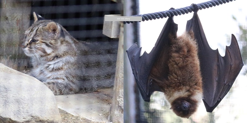 絶滅危惧 ツシマヤマネコ オリイオオコウモリ