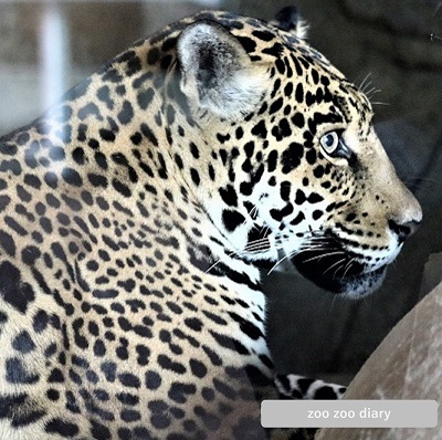サンディエゴ動物園　ジャガー