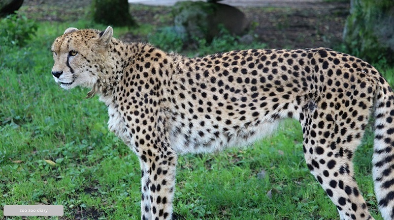 チーターの外見　アフリカンサファリ