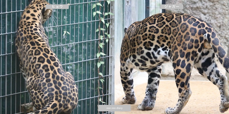 ヒョウとジャガーの模様　違い