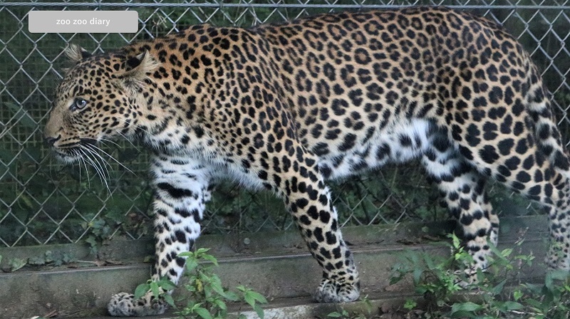 富士サファリパーク　ヒョウ　全体