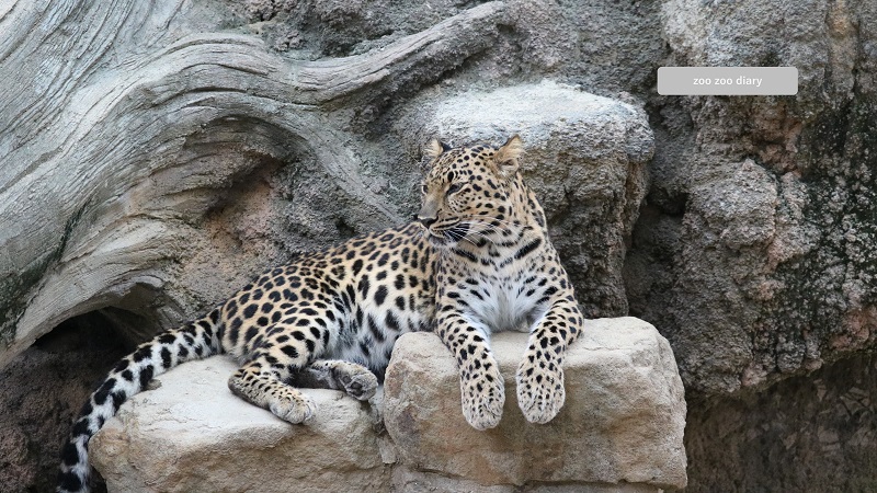 王子動物園　ヒョウ　岩の上