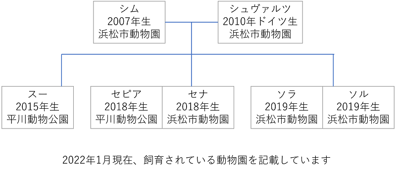 日本のクロヒョウ　家系図