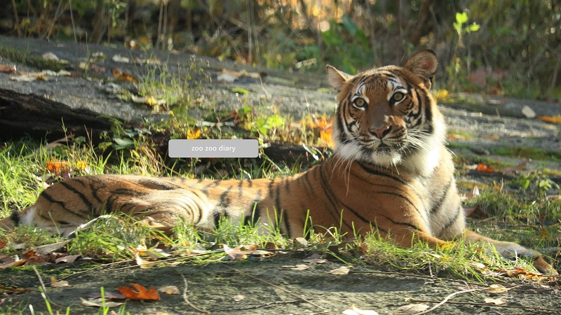 ブロンクス動物園 マレートラ 横