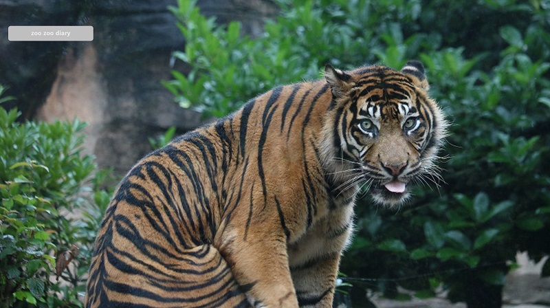 八木山動物公園 スマトラトラ バユ