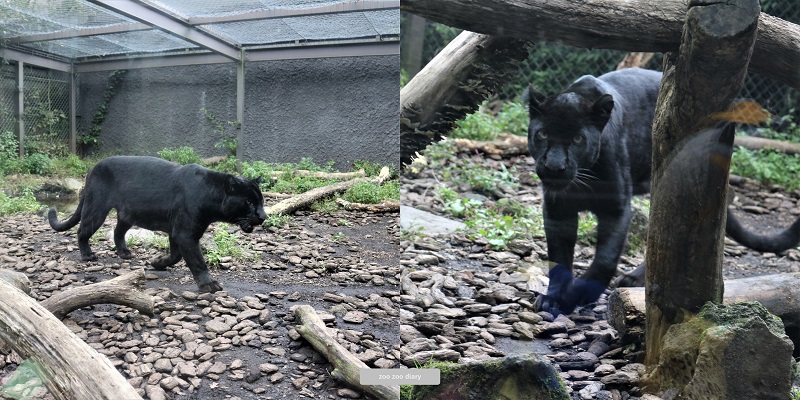 富士サファリパーク　クロヒョウ　2012年