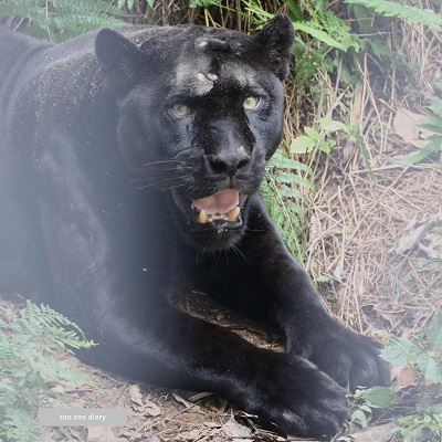 平川動物公園　クロジャガー　ボスキ　起