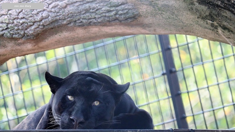 平川動物公園　クロジャガー　ボスキ　高
