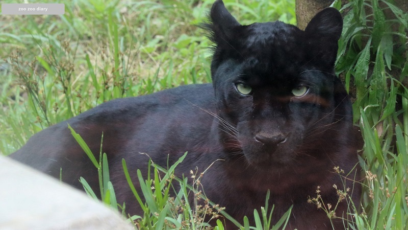 平川動物公園　クロヒョウ　スー　伏