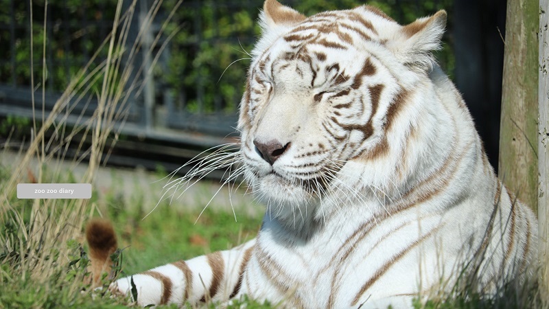 平川動物公園 ホワイトタイガー コハク