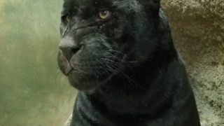 日本平動物園　ジャガー　小春 表紙