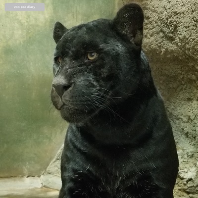 日本平動物園　ジャガー　小春