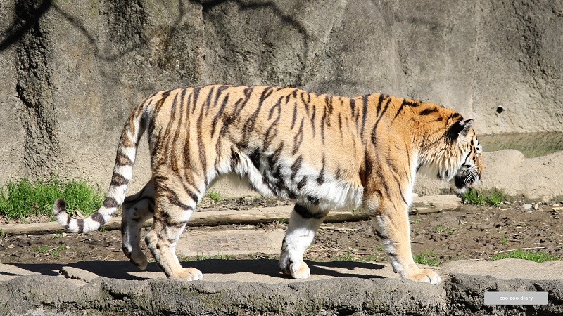 浜松市動物園 アムールトラ ローラ 歩