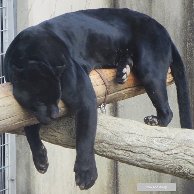 王子動物園　クロジャガー　ローラ