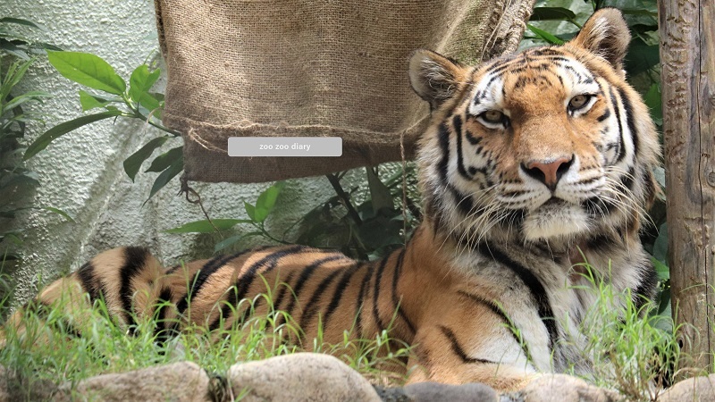 福岡市動物園 アムールトラ メイ
