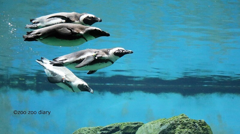 サンディエゴ動物園　ケープペンギン