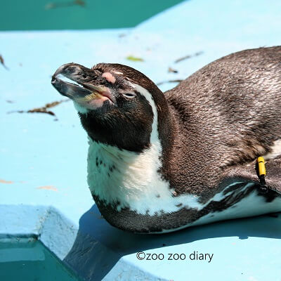 平川動物公園　フンボルトペンギン