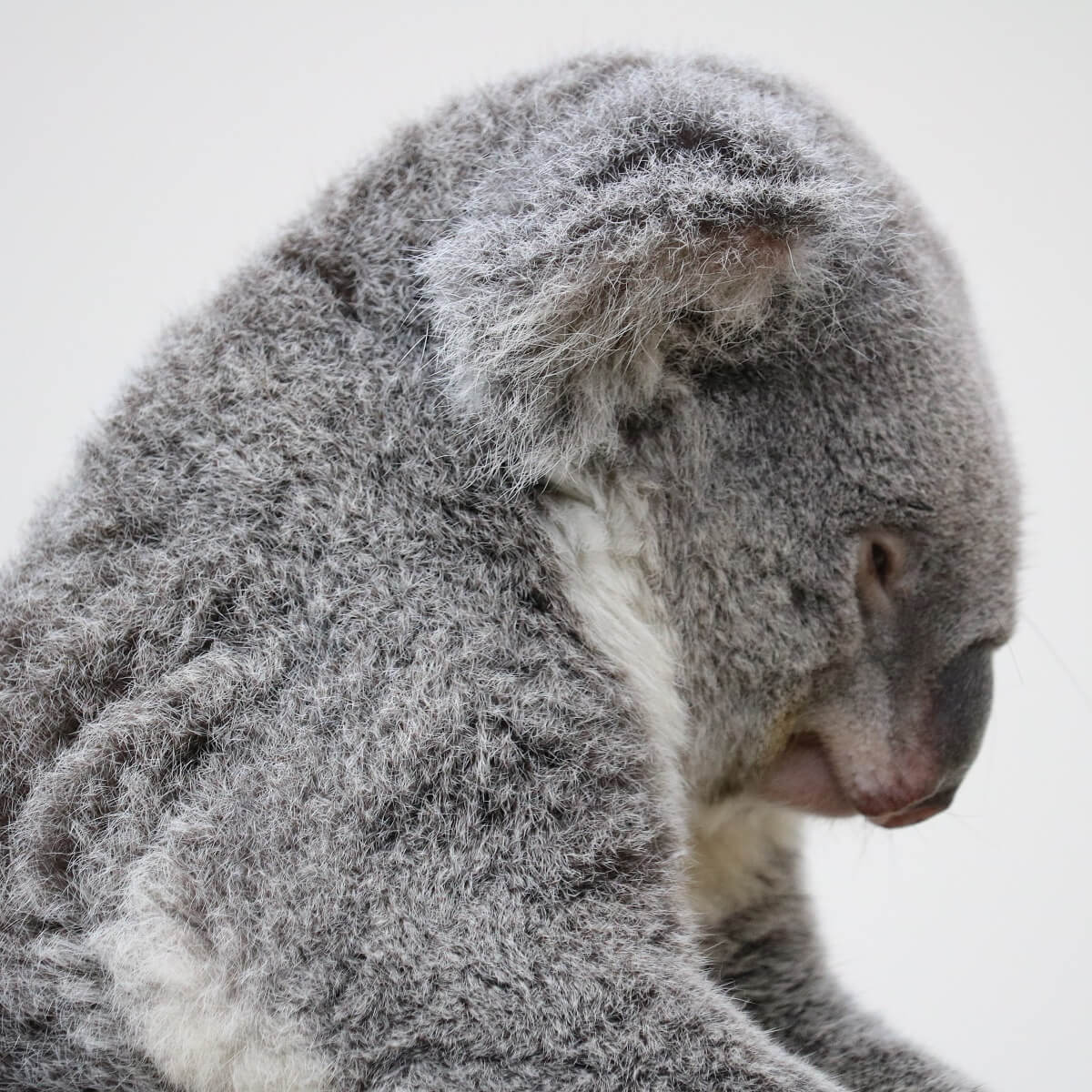 コアラ日本一 鹿児島市平川動物公園の動物紹介 後半 Zoo Zoo Diary