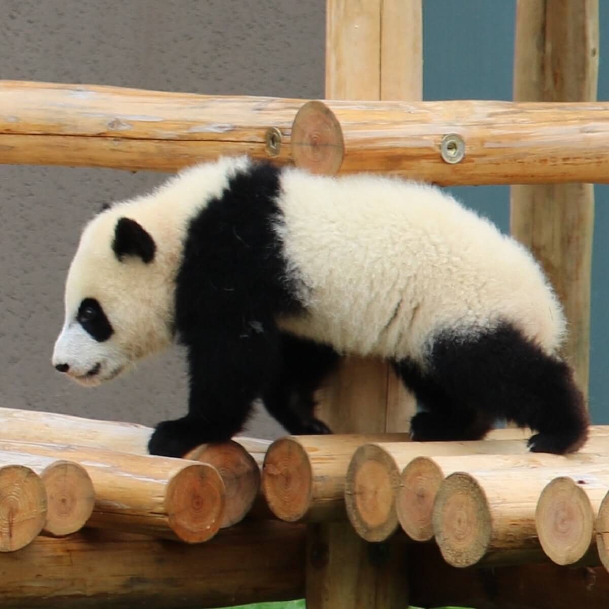 ジャイアントパンダ繁殖がむずかしい理由がわかる記事 Zoo Zoo Diary