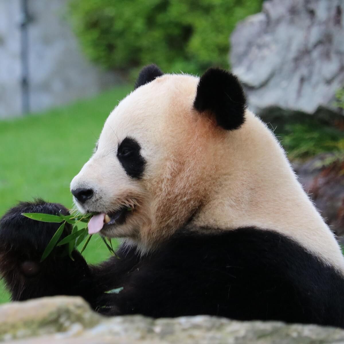 ジャイアントパンダ 生態と特徴 パンダのなぜ なに がわかる記事 Zoo Zoo Diary
