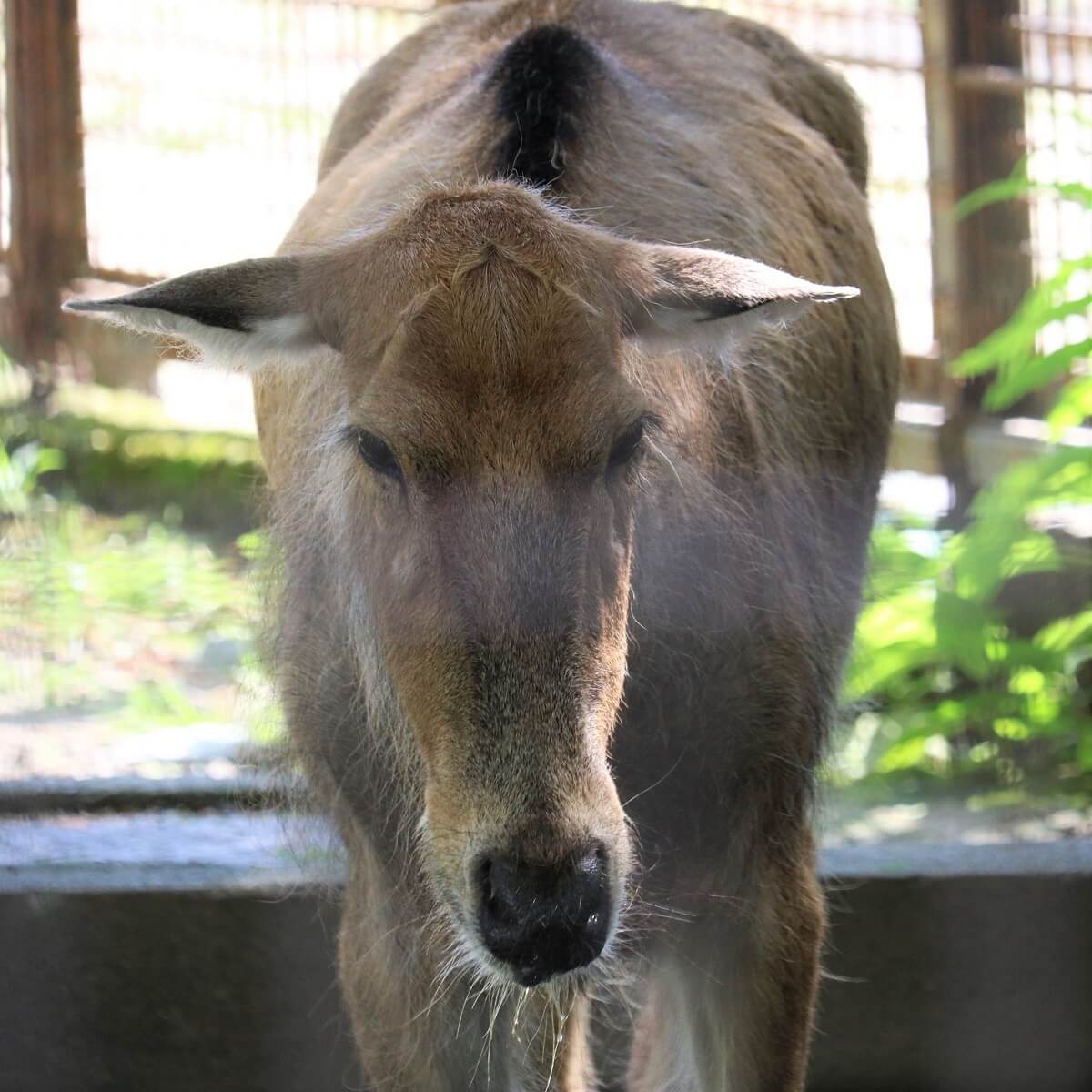 能登地震寄付　【初版本】　王を殺した豚王が愛した象 : 歴史に名高い動物たち img_cf9073b08738d5326206ef2fbb