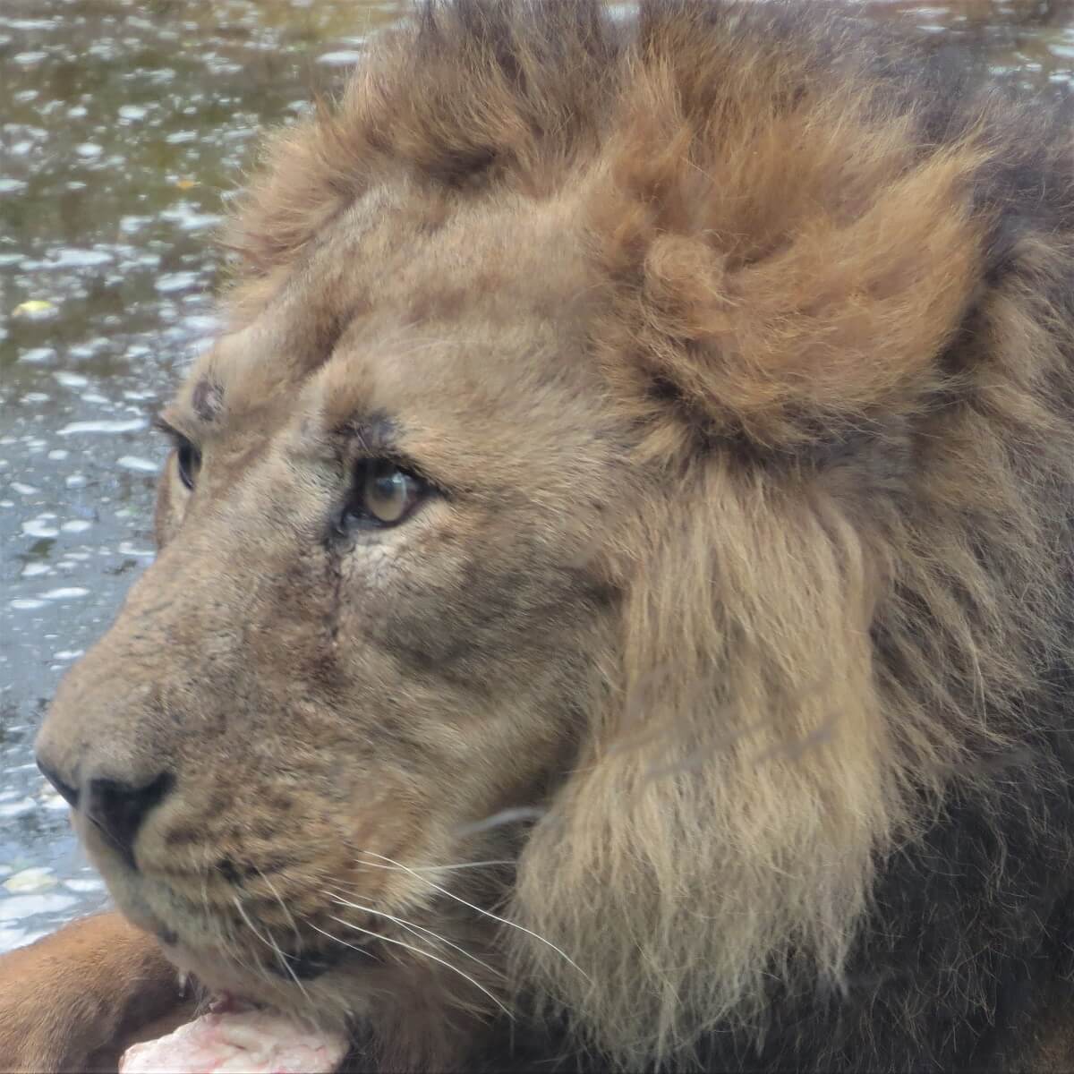 インドライオン【生態と特徴】横浜の動物園に4頭います – zoo zoo diary