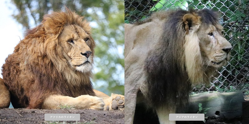アフリカのライオンとアジアのライオン