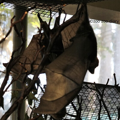 サンディエゴ動物園サファリ　ロドリゲスオオコウモリ