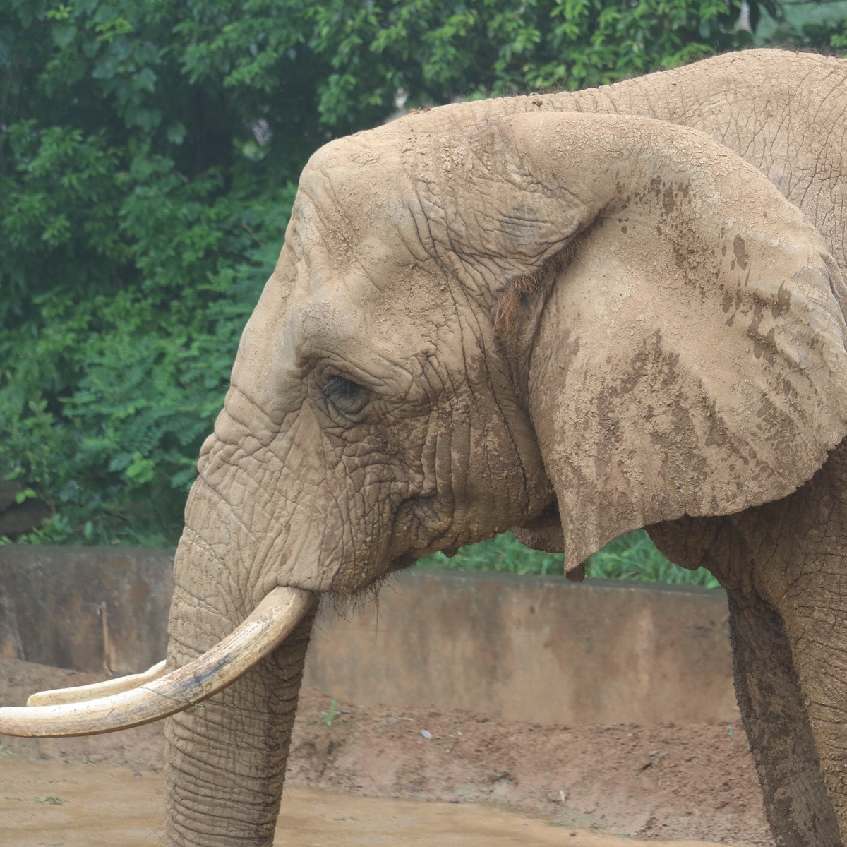 ゾウに会える動物園リスト【種類別】日本で6種類の象に会えます – zoo