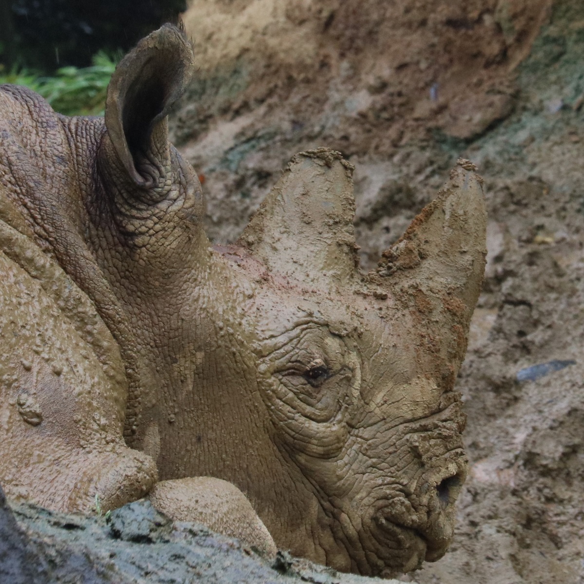 サイに会える動物園 シロ クロ インド 種類別一覧 最新ニュースまとめ Zoo Zoo Diary