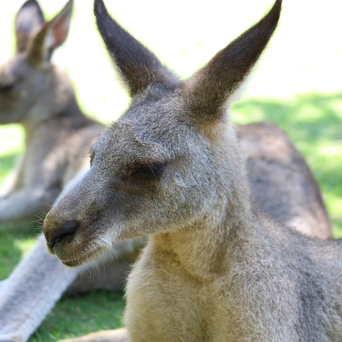 カンガルーに会える動物園リスト 種類別 日本にいる11種のカンガルー Zoo Zoo Diary