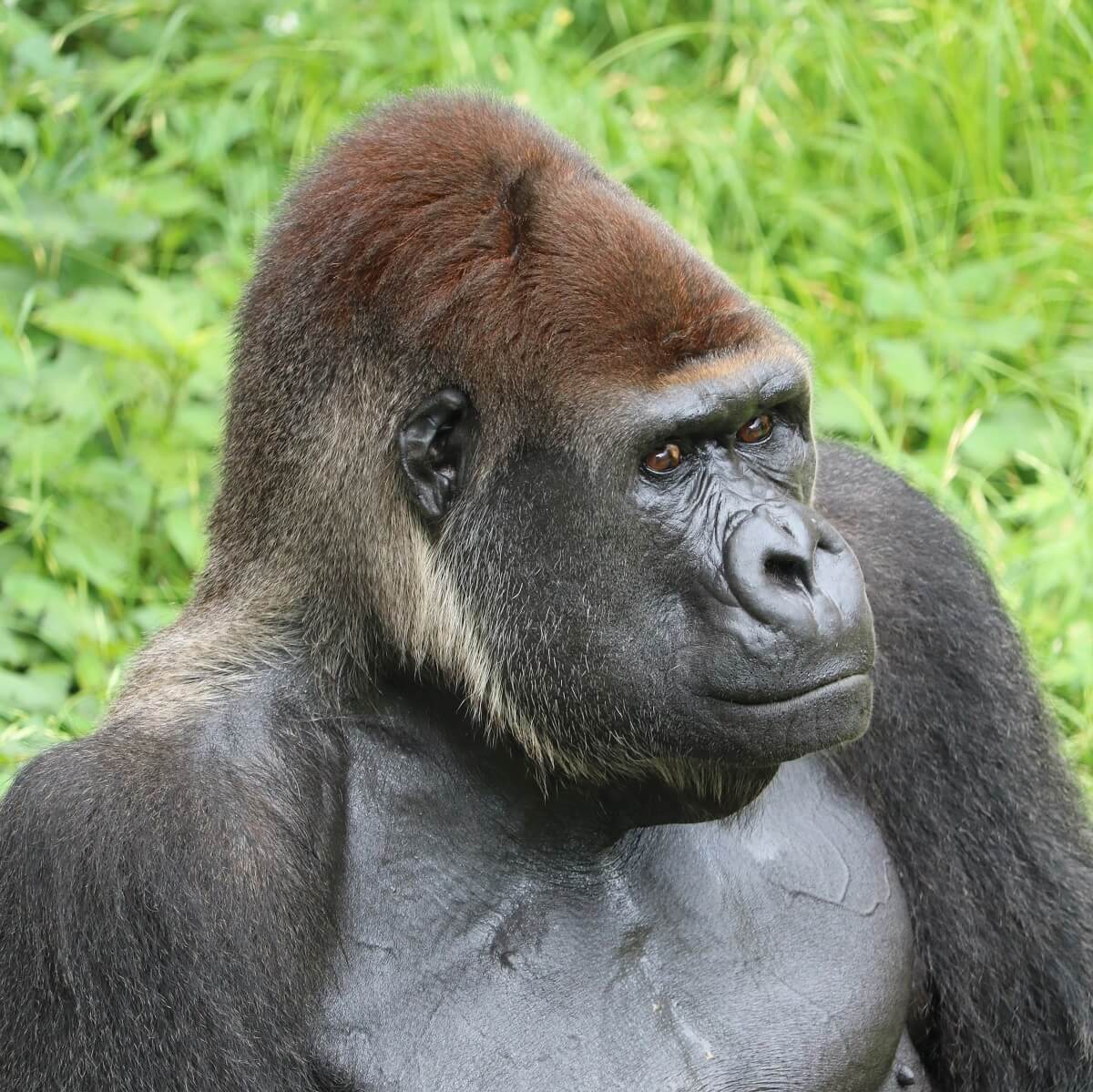 ゴリラに会える動物園 6か所 計人 一覧とニュースまとめ 22年 Zoo Zoo Diary